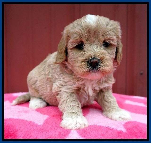 Jetta Benz pups 5 wks old 111