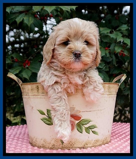 Jetta Benz pups 6 wks old 51