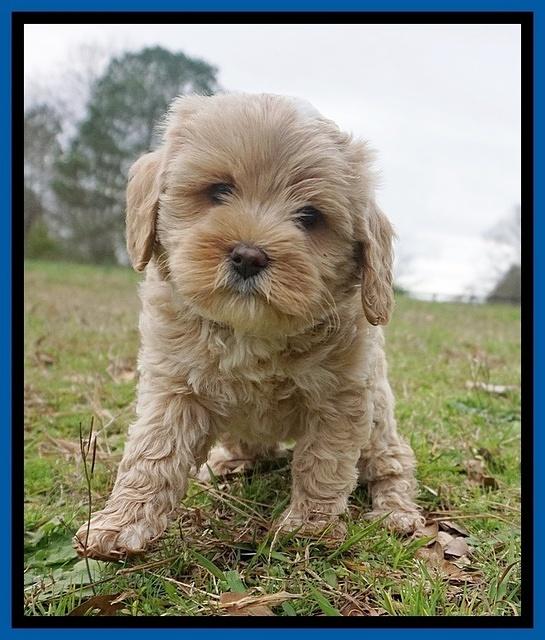 Jetta Benz pups 7 wks old71