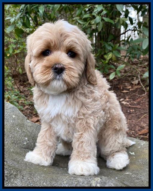 Jetta Benz pups almost 8 wks old51
