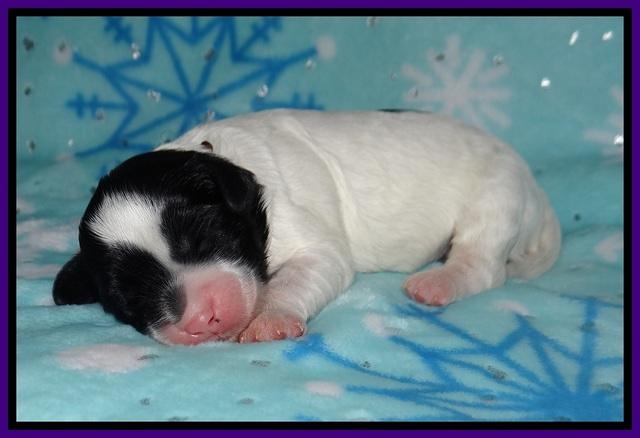Jetta Benz pups 1 wk old 41