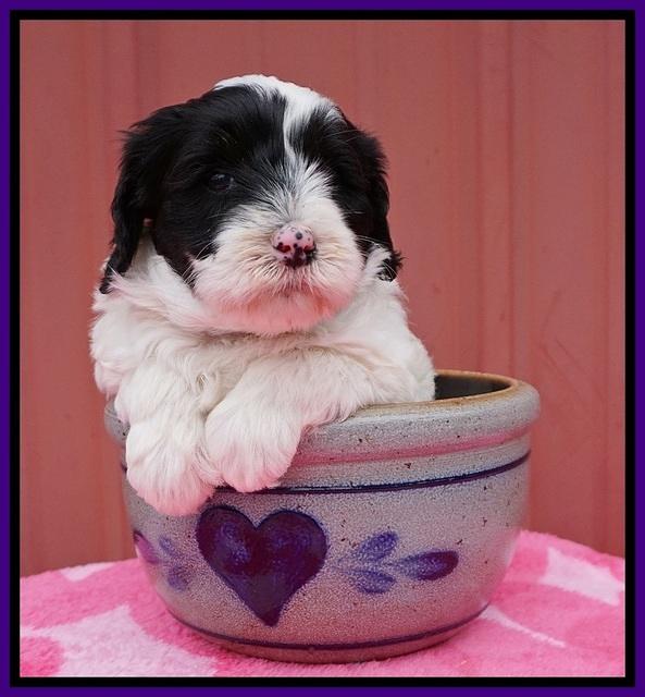 Jetta Benz pups 5 wks old 121