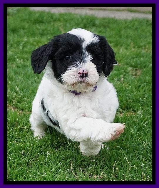 Jetta Benz pups 5 wks old 151