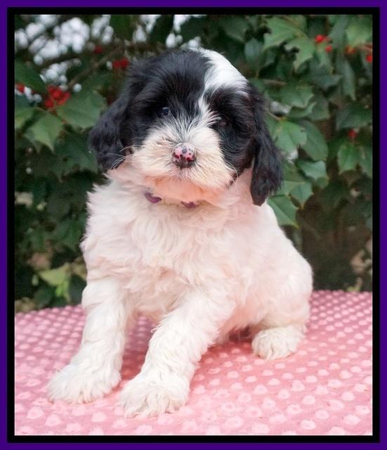 Jetta Benz pups 6 wks old 101