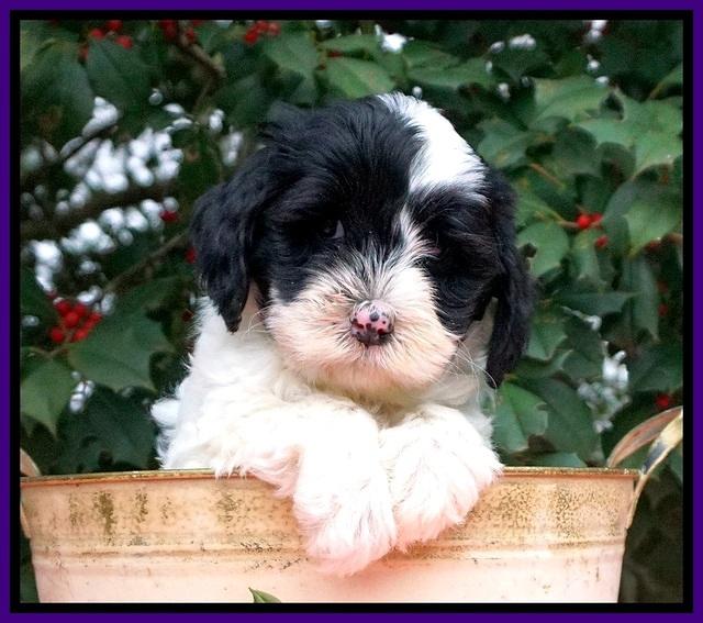 Jetta Benz pups 6 wks old 81