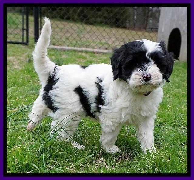 Jetta Benz pups 7 wks old121