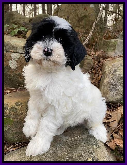 Jetta Benz pups almost 8 wks old81