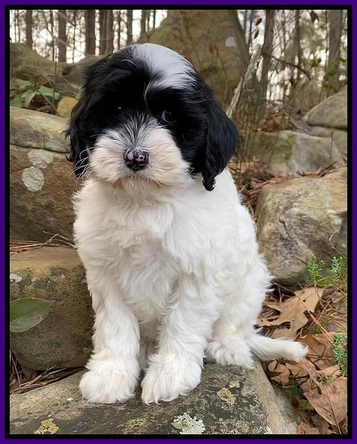 Jetta Benz pups almost 8 wks old91