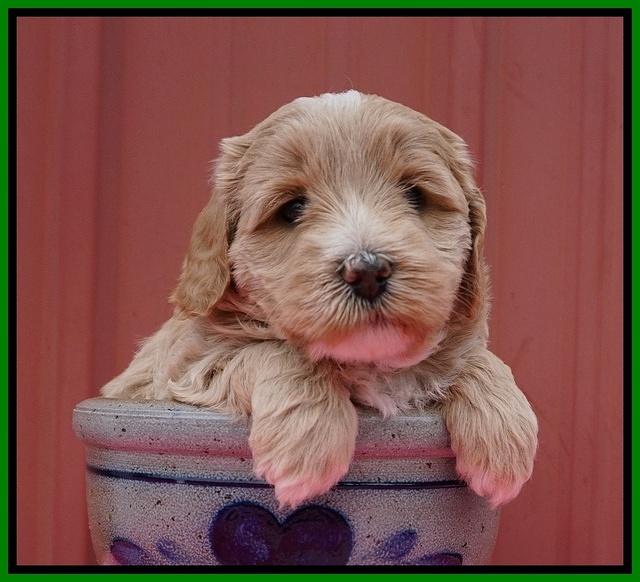 Jetta Benz pups 5 wks old 171