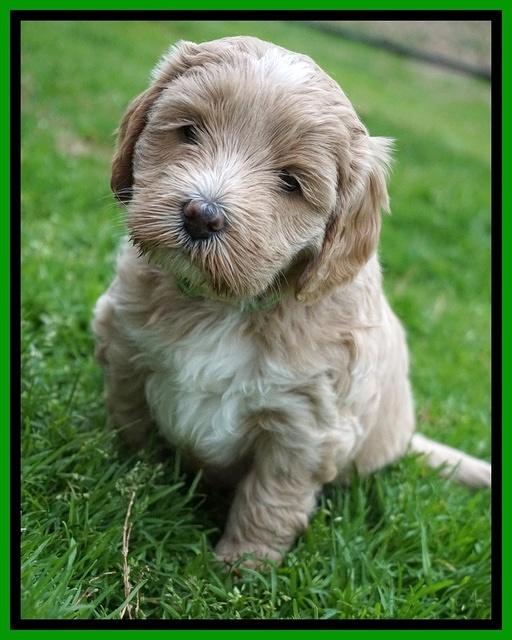 Jetta Benz pups 5 wks old 201