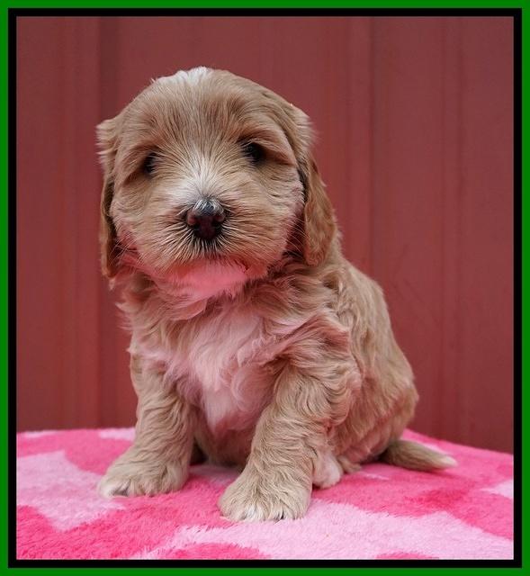 Jetta Benz pups 5 wks old 211