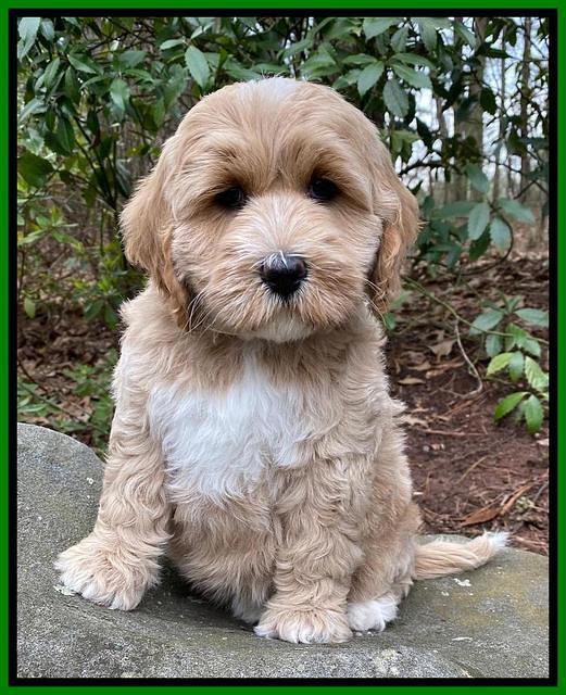 Jetta Benz pups almost 8 wks old121