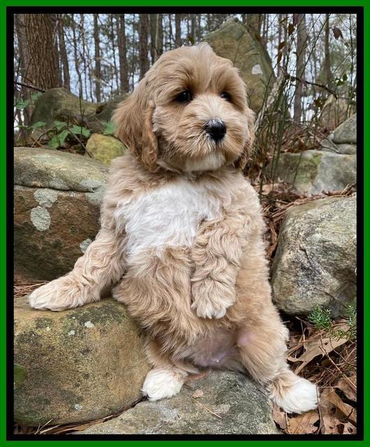 Jetta Benz pups almost 8 wks old141