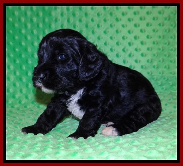 Jetta Benz pups 3 wks old 151