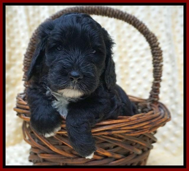 Jetta Benz pups 4 wks old 151