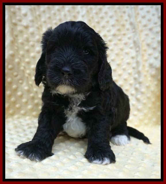 Jetta Benz pups 4 wks old 171