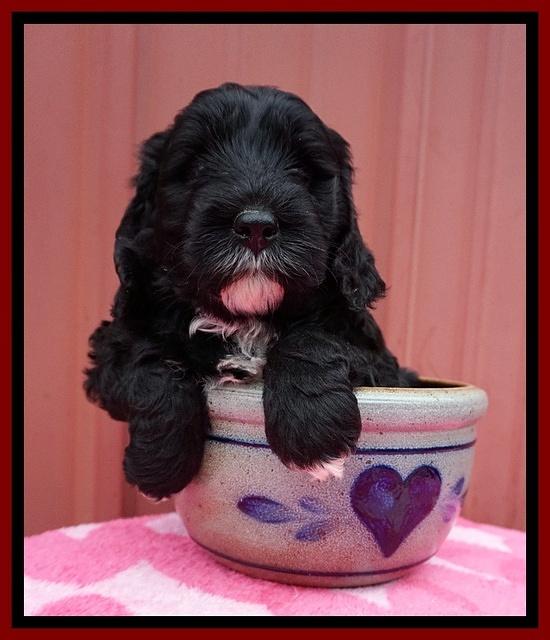 Jetta Benz pups 5 wks old 231