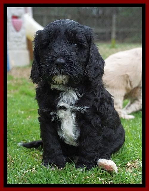 Jetta Benz pups 5 wks old 241