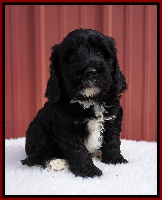 Jetta Benz pups 5 wks old 291