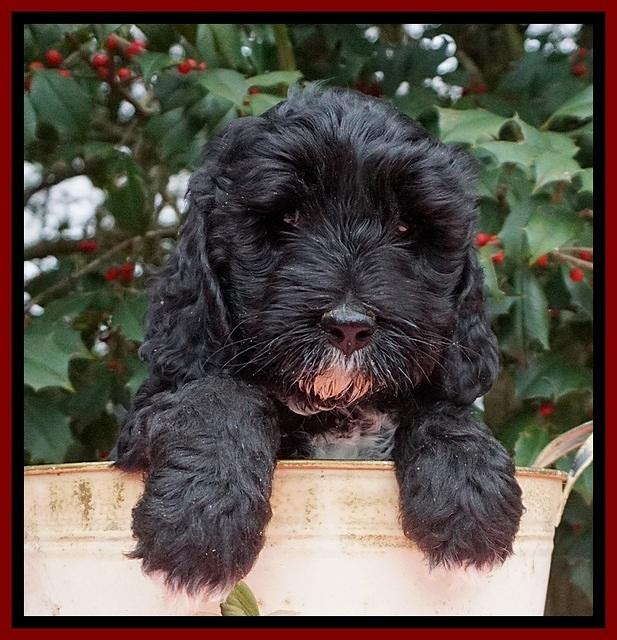 Jetta Benz pups 6 wks old 151