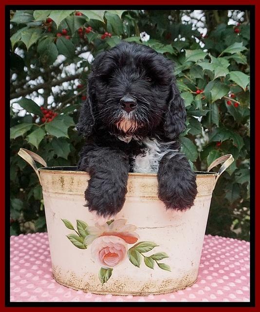 Jetta Benz pups 6 wks old 161