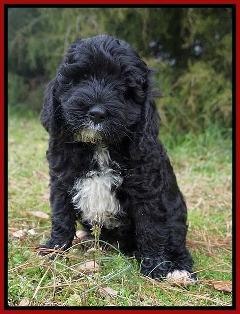 Jetta Benz pups 7 wks old191