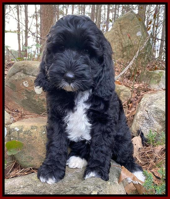 Jetta Benz pups almost 8 wks old161