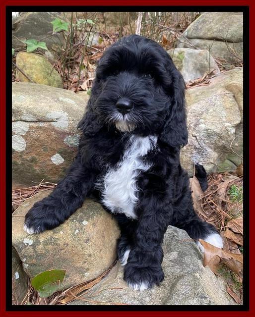 Jetta Benz pups almost 8 wks old171