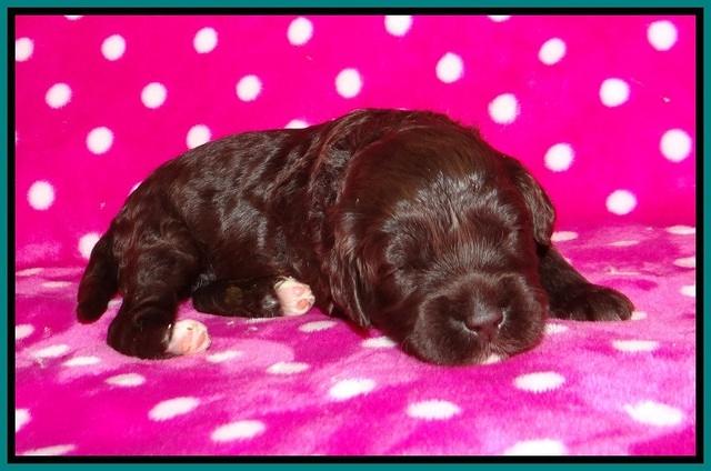 Jetta BEnz 2 wks old 101