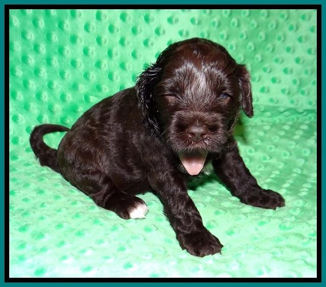 Jetta Benz pups 3 wks old 171