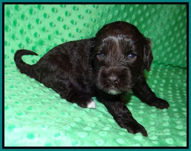 Jetta Benz pups 3 wks old 181