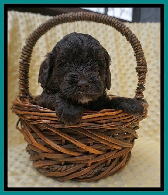 Jetta Benz pups 4 wks old 181