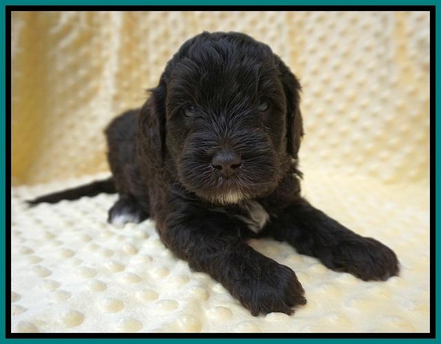 Jetta Benz pups 4 wks old 201