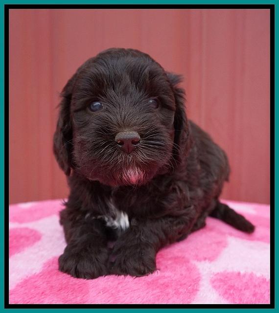 Jetta Benz pups 5 wks old 301