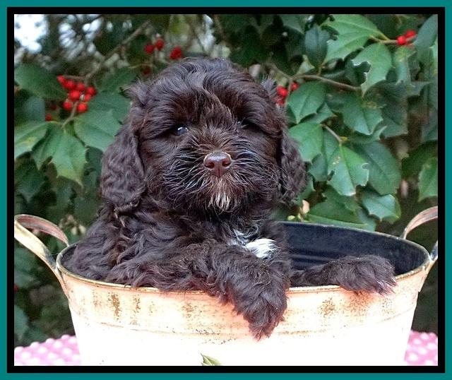 Jetta Benz pups 6 wks old 201