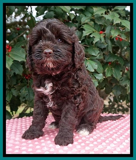 Jetta Benz pups 6 wks old 211