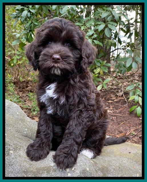 Jetta Benz pups almost 8 wks old181