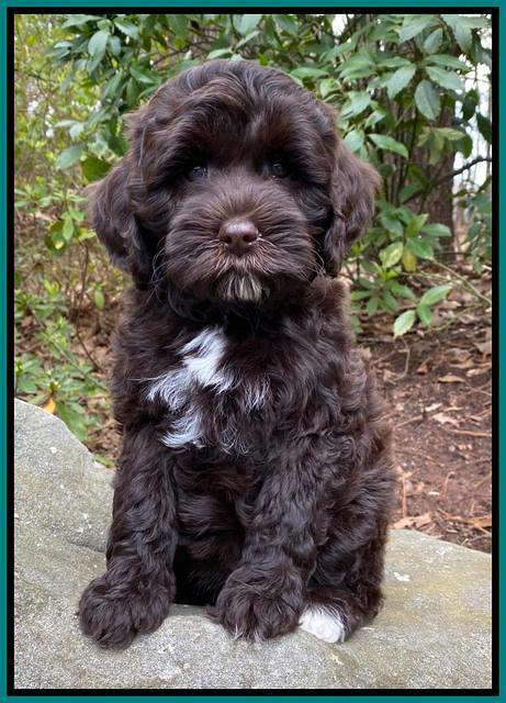 Jetta Benz pups almost 8 wks old191