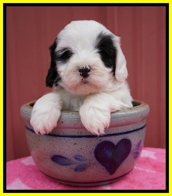 Jetta Benz pups 5 wks old 361