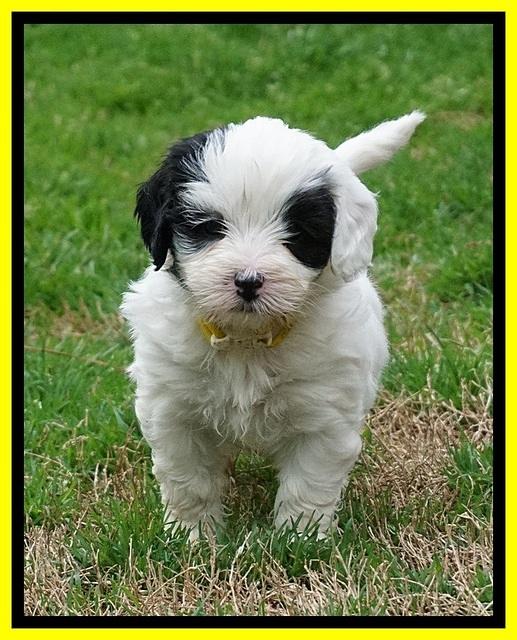 Jetta Benz pups 5 wks old 371