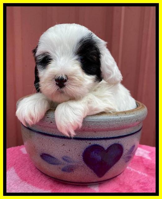 Jetta Benz pups 5 wks old 391