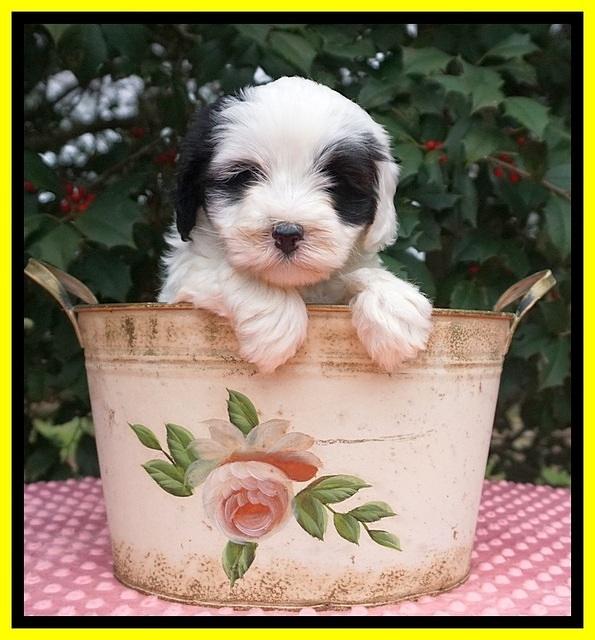 Jetta Benz pups 6 wks old 231