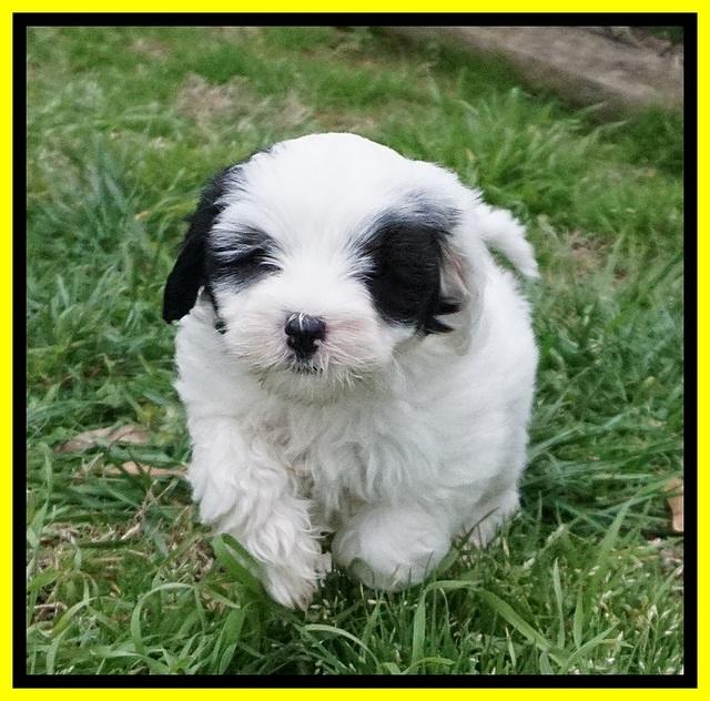 Jetta Benz pups 7 wks old271
