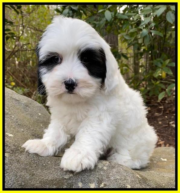 Jetta Benz pups almost 8 wks old221
