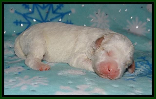 Jetta Benz pups 1 wk old 111