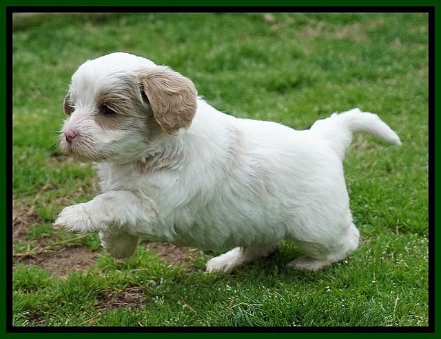 Jetta Benz pups 5 wks old 431