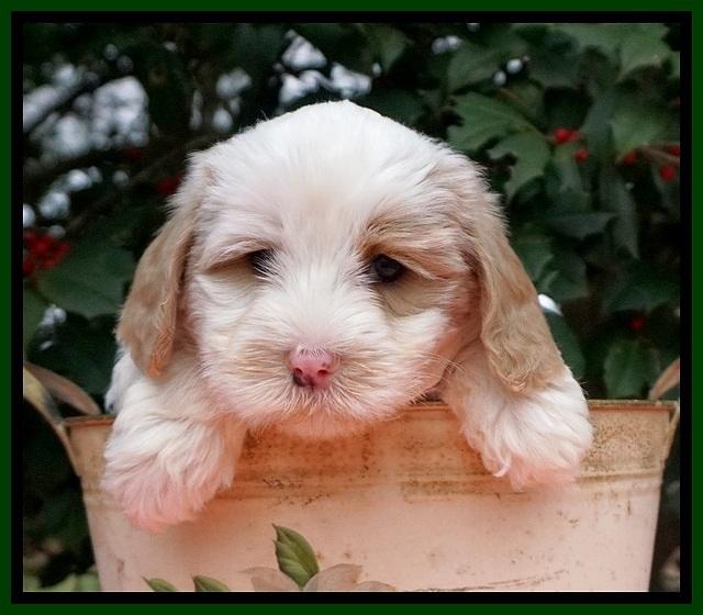 Jetta Benz pups 6 wks old 271