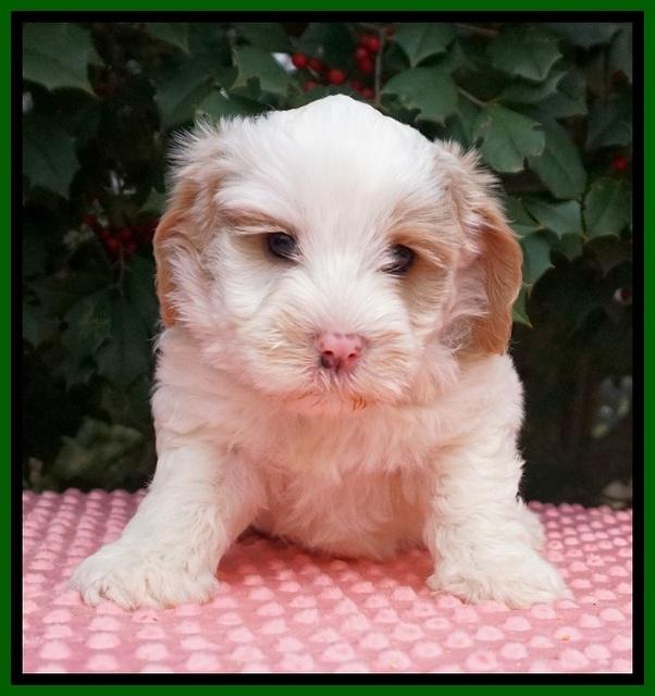 Jetta Benz pups 6 wks old 281