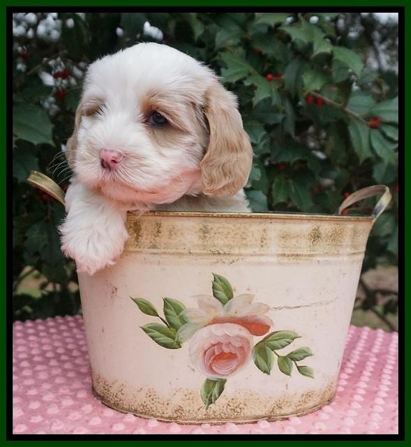 Jetta Benz pups 6 wks old 291