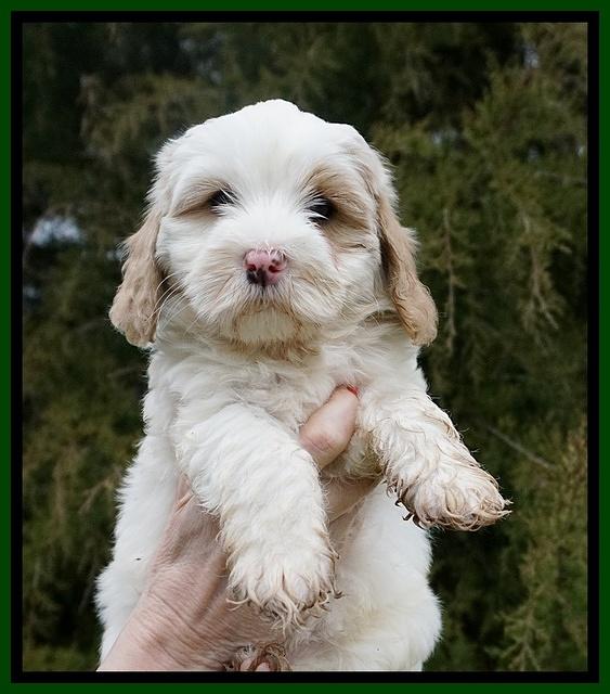 Jetta Benz pups 7 wks old291